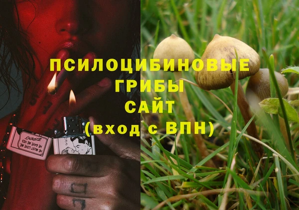 прущие грибы Елабуга