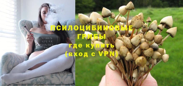 прущие грибы Елабуга